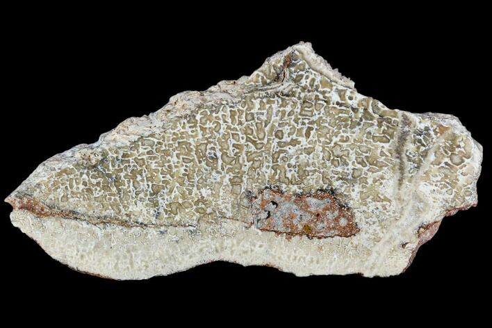 Polished Dinosaur Bone (Gembone) Section - Morocco #107130
